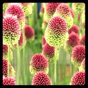 Meet your Posher, Bree